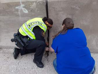 kitten rescued from highway