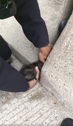 kitten rescued from highway