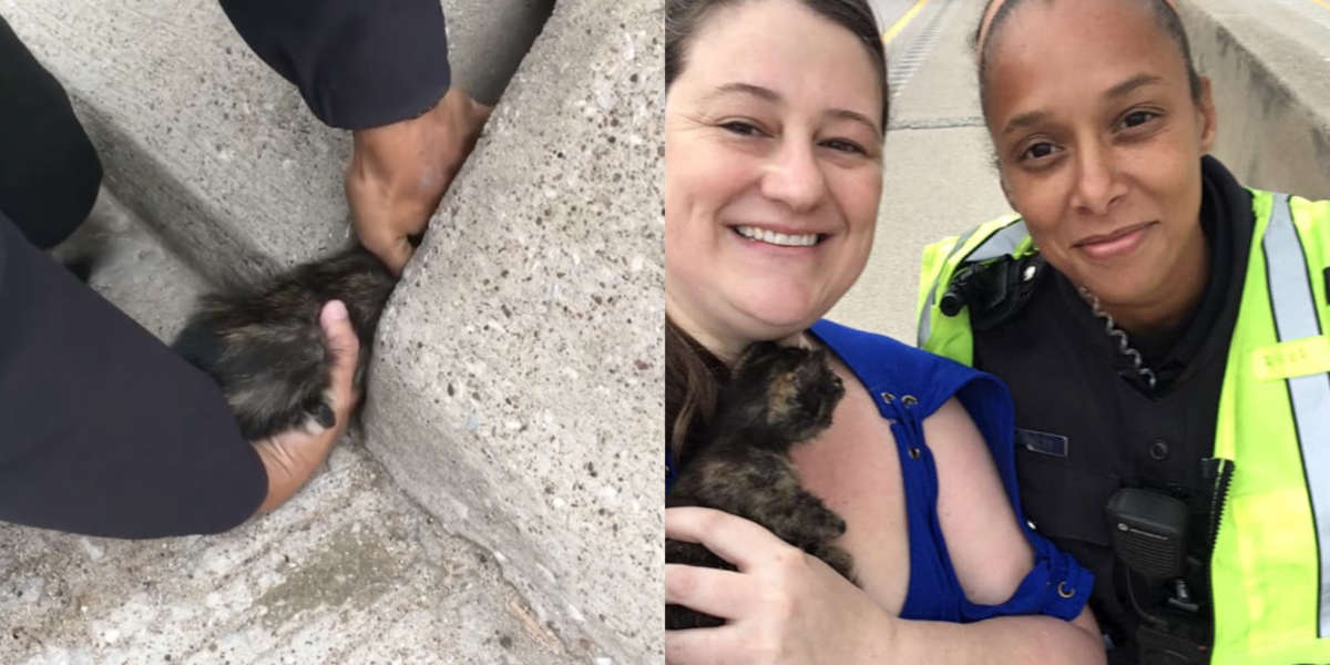 Woman Sees Kitten On Side Of Highway And Stops To Help - The Dodo