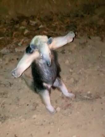 Anteater holds out his arms in a hug