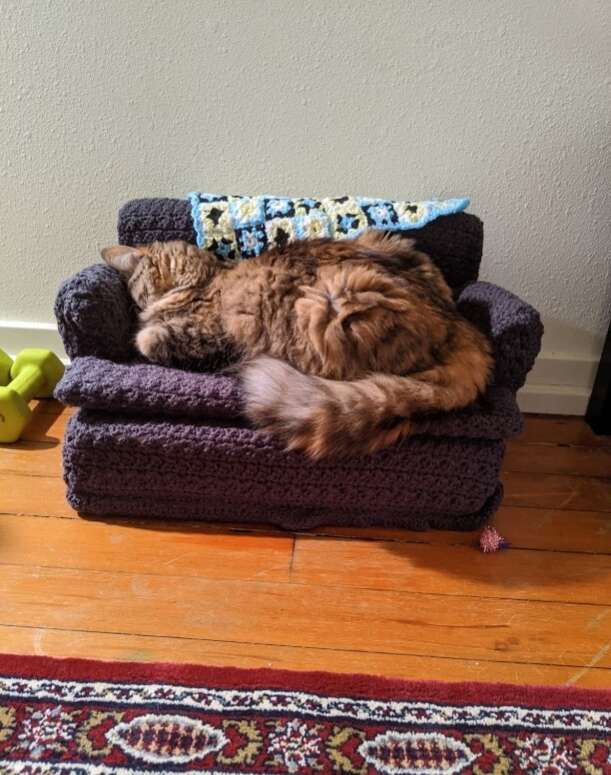 Cat sleeps on a miniature sofa