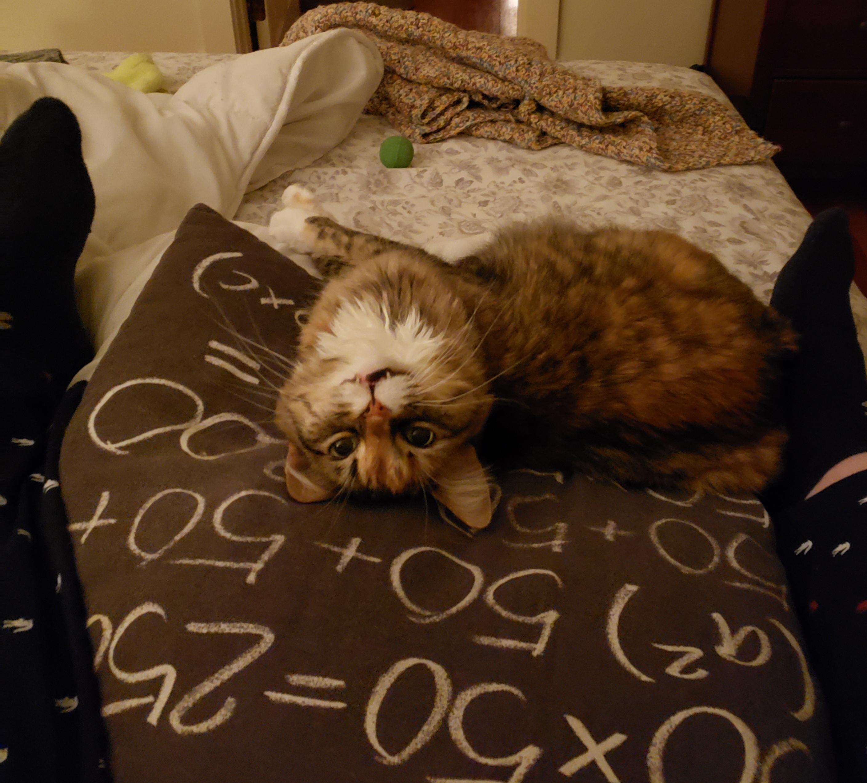 Cat gets a crochet couch