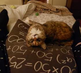 Cat gets a crochet couch