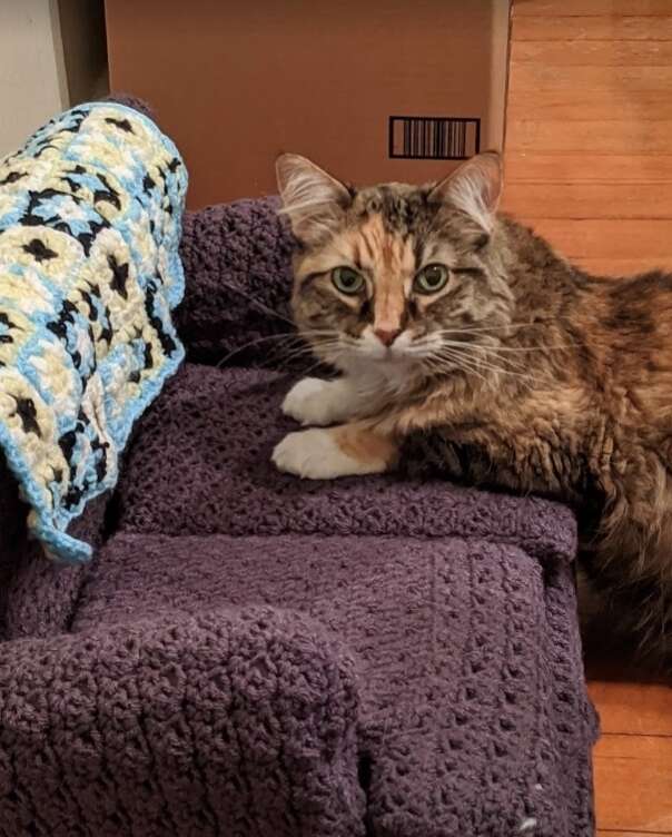 Cat sits on a little crochet couch