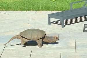 Giant Snapping Turtle Makes Her Nest In Family's Yard