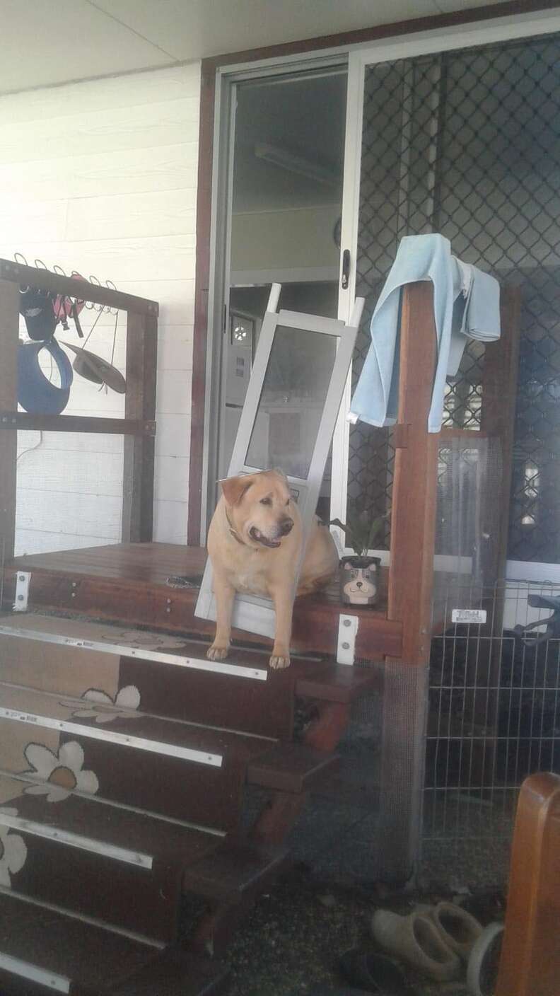 Chubby dog gets stuck in doggy door