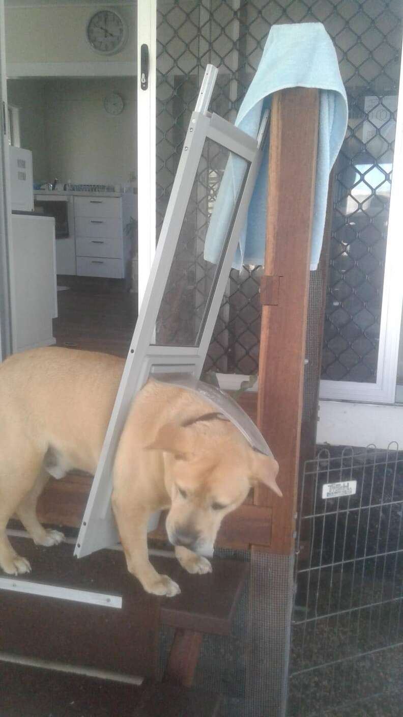 Chonky Dog Is So Embarrassed When He Breaks The Doggy Door - The Dodo
