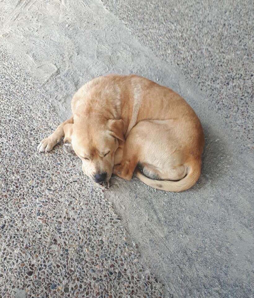 Stray dog found outside supermarket