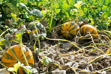 Pumpkins growing