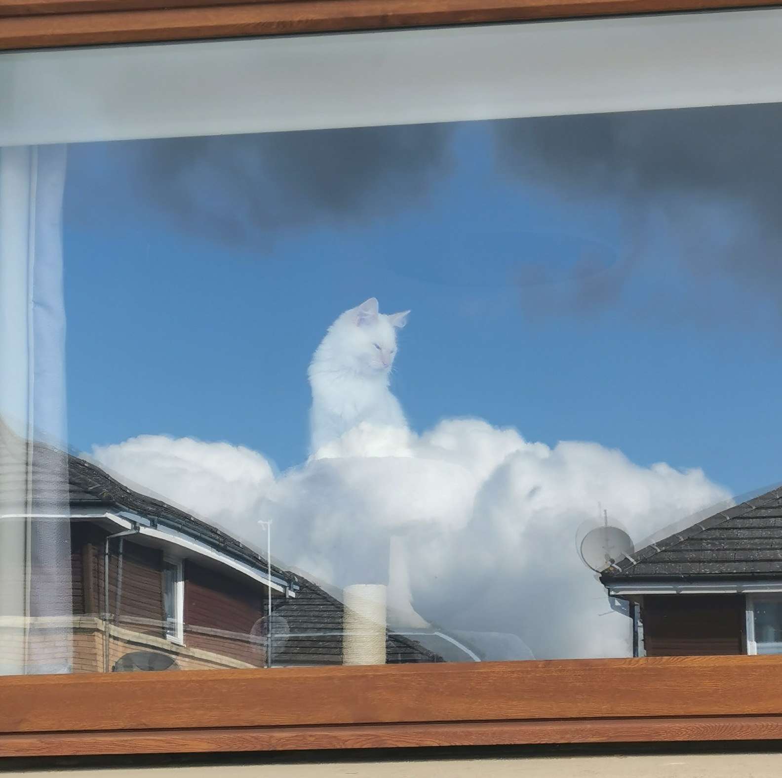 Cat Appears Floating in Clouds