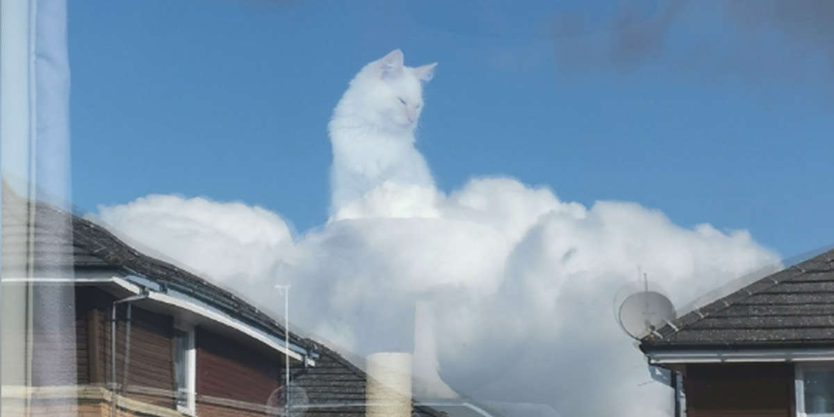 People Can’t Get Enough Of This Fluffy White Cat In The Clouds - The Dodo