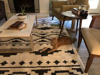 cat optical illusion