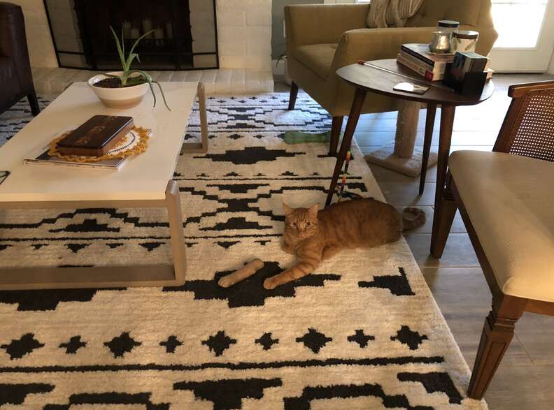 cat optical illusion