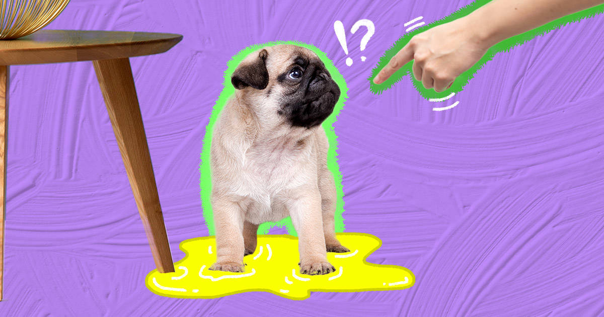 How to train pug puppy hot sale for toilet