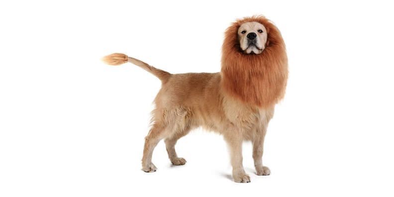 lion halloween costume for dogs
