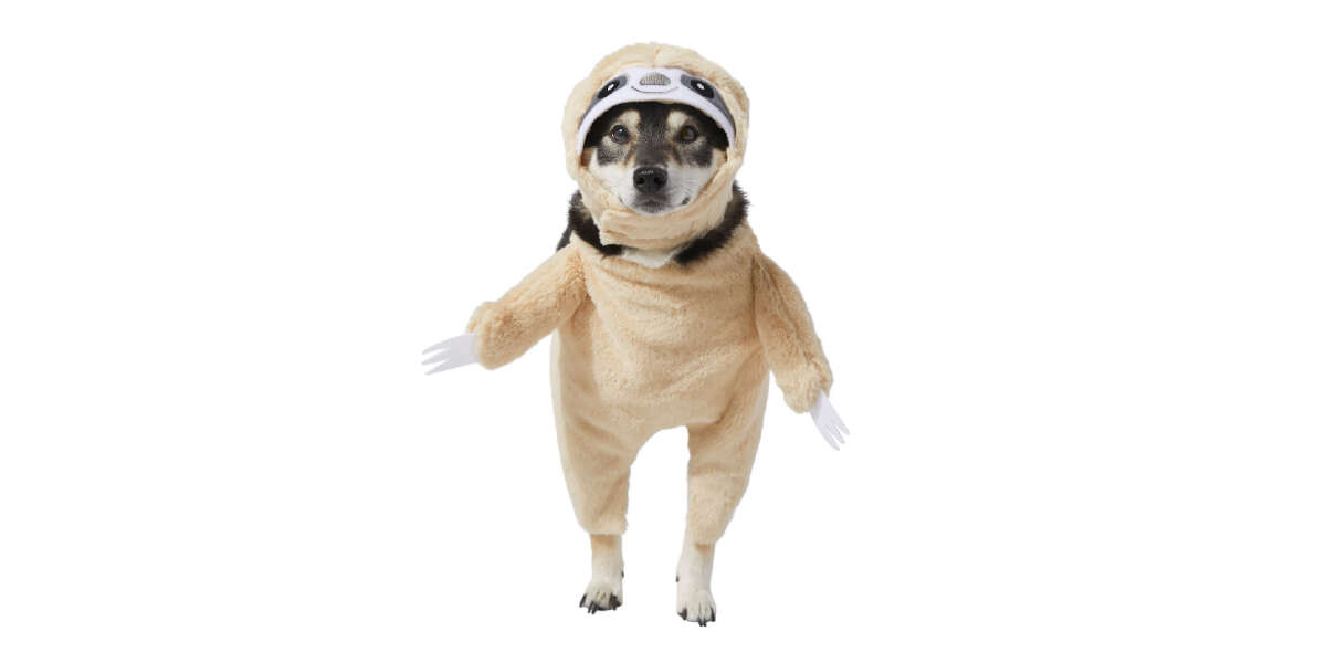 sloth dog halloween costume