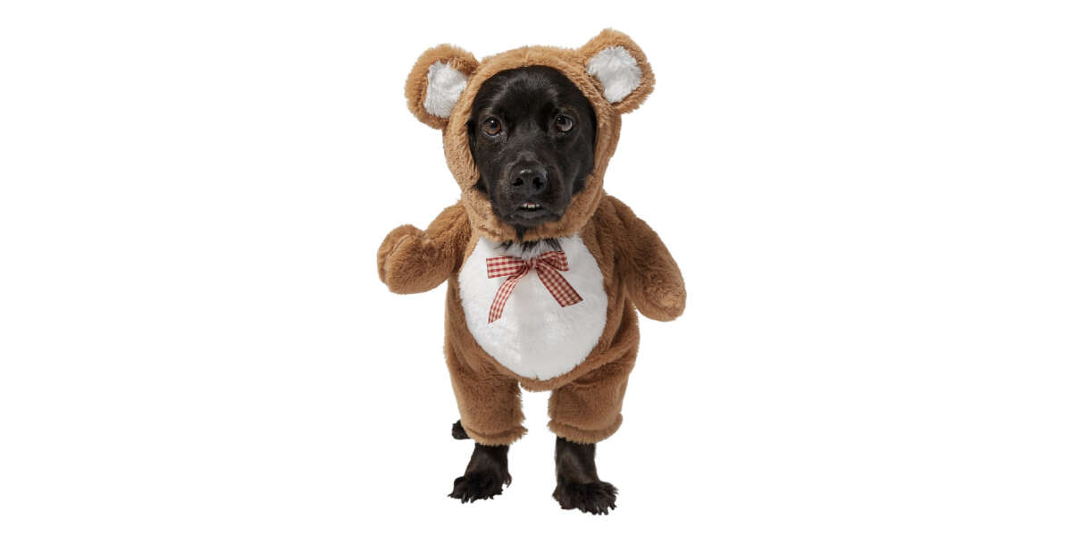 Teddy bear dog costume