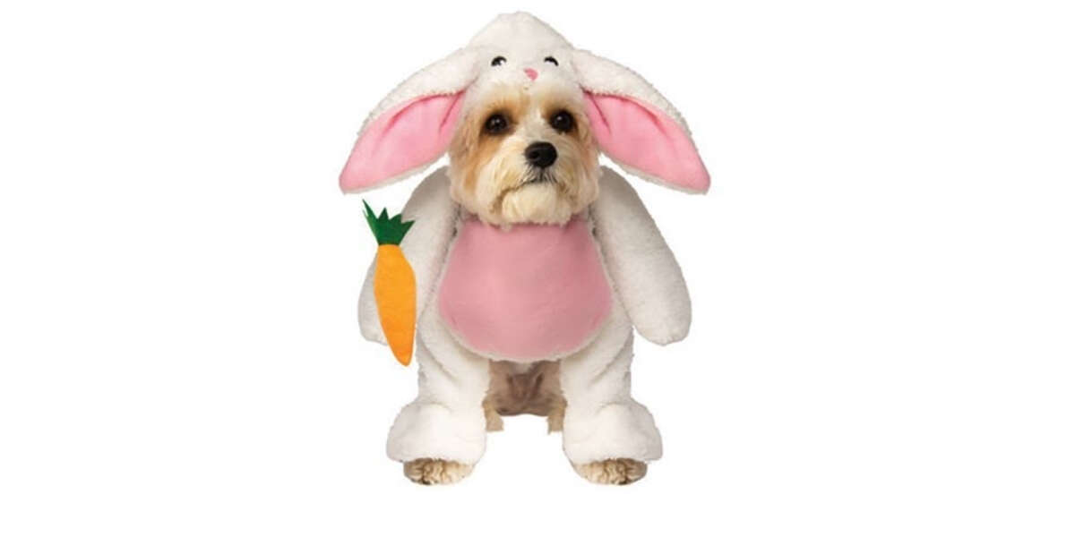 dog bunny costume