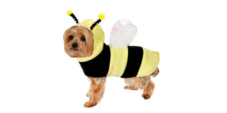 bumblebee dog halloween costume