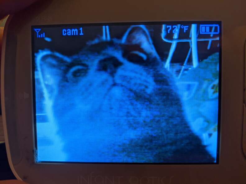 Cat on baby monitor