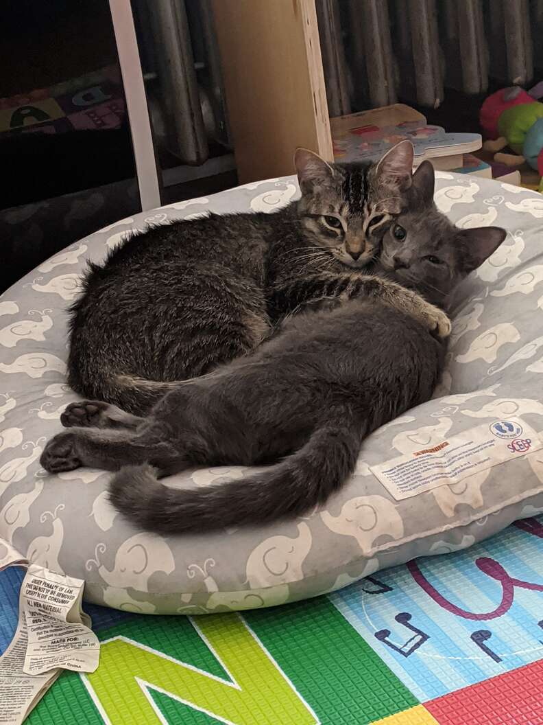 Graycie and her sister Maggie snuggle