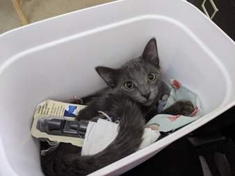 Graycie the cat steals food