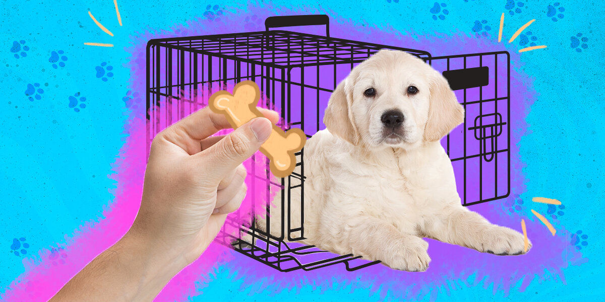 How to quickly crate train a puppy best sale