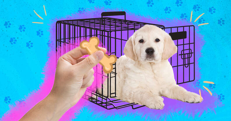 How to Crate Train a Puppy