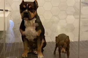 Rescue Pittie Loves Taking Showers With His Tiny BFF