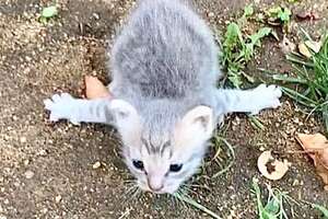 Tiny Kitten Who Couldn't Walk Runs After Her Siblings Now