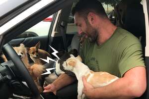 Snarling Rescue Chihuahua Becomes A Daddy's Boy 