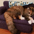 Cat's Grandma Crochets Her Her Very Own Couch