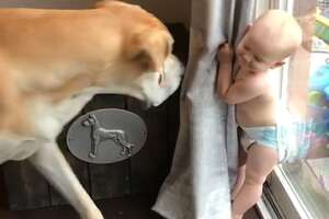 Little Boy Grows Up With A 180-Pound Best Friend