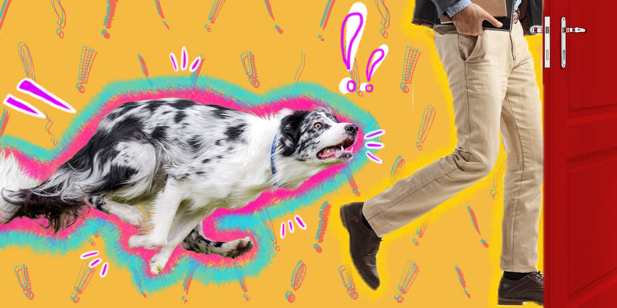 Help! My Dog Has Separation Anxiety! - DodoWell - The Dodo