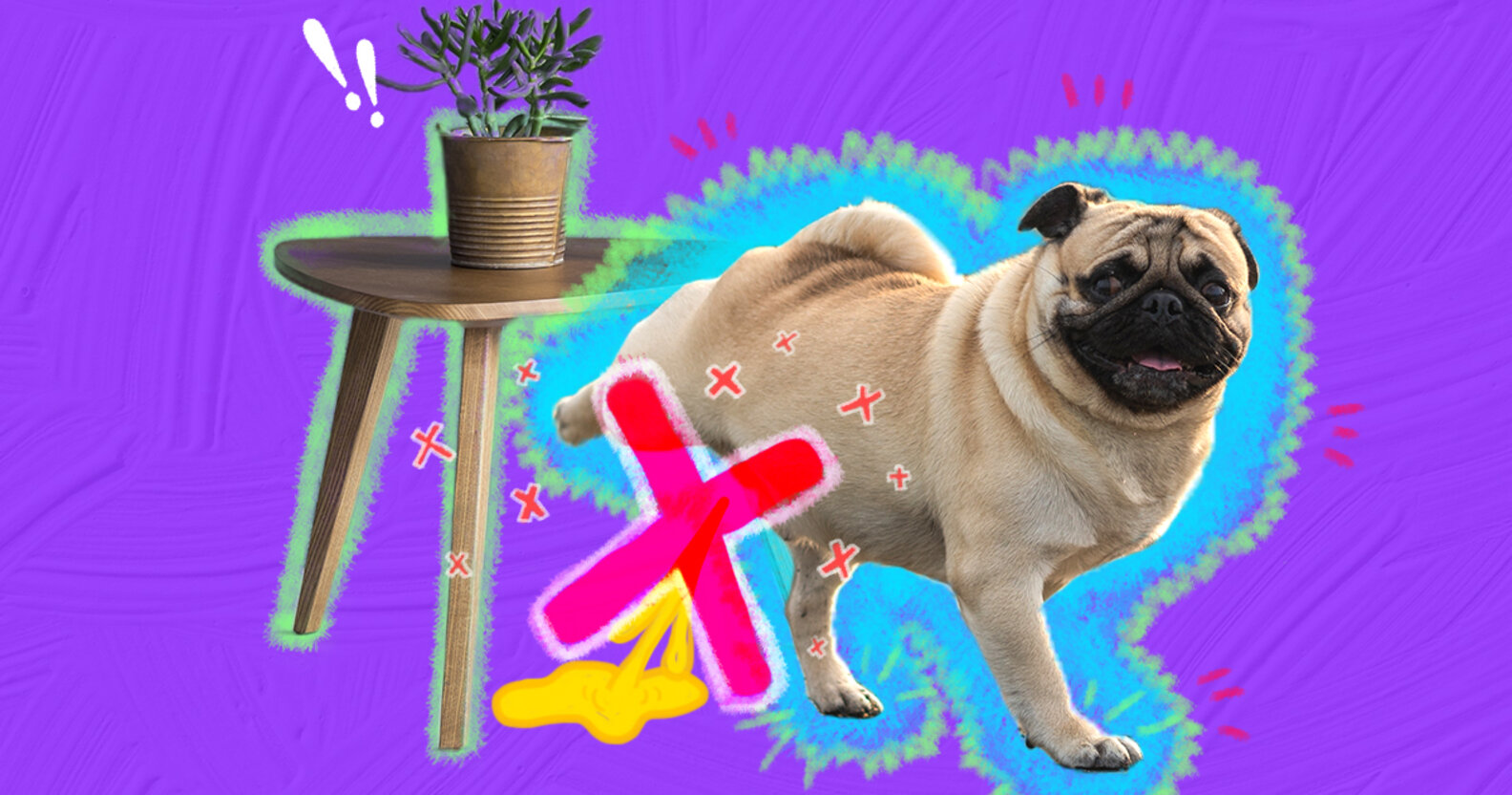 how-to-house-train-a-rescue-dog-dodowell-the-dodo