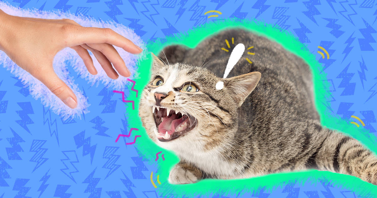 Here's What a Hissing Cat Is Trying to Tell You