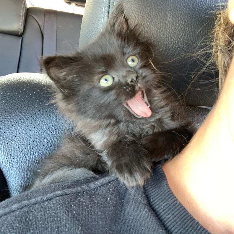 Stray Black Kitten Saved From Busy Road Falls Asleep on Drive To Foster Home