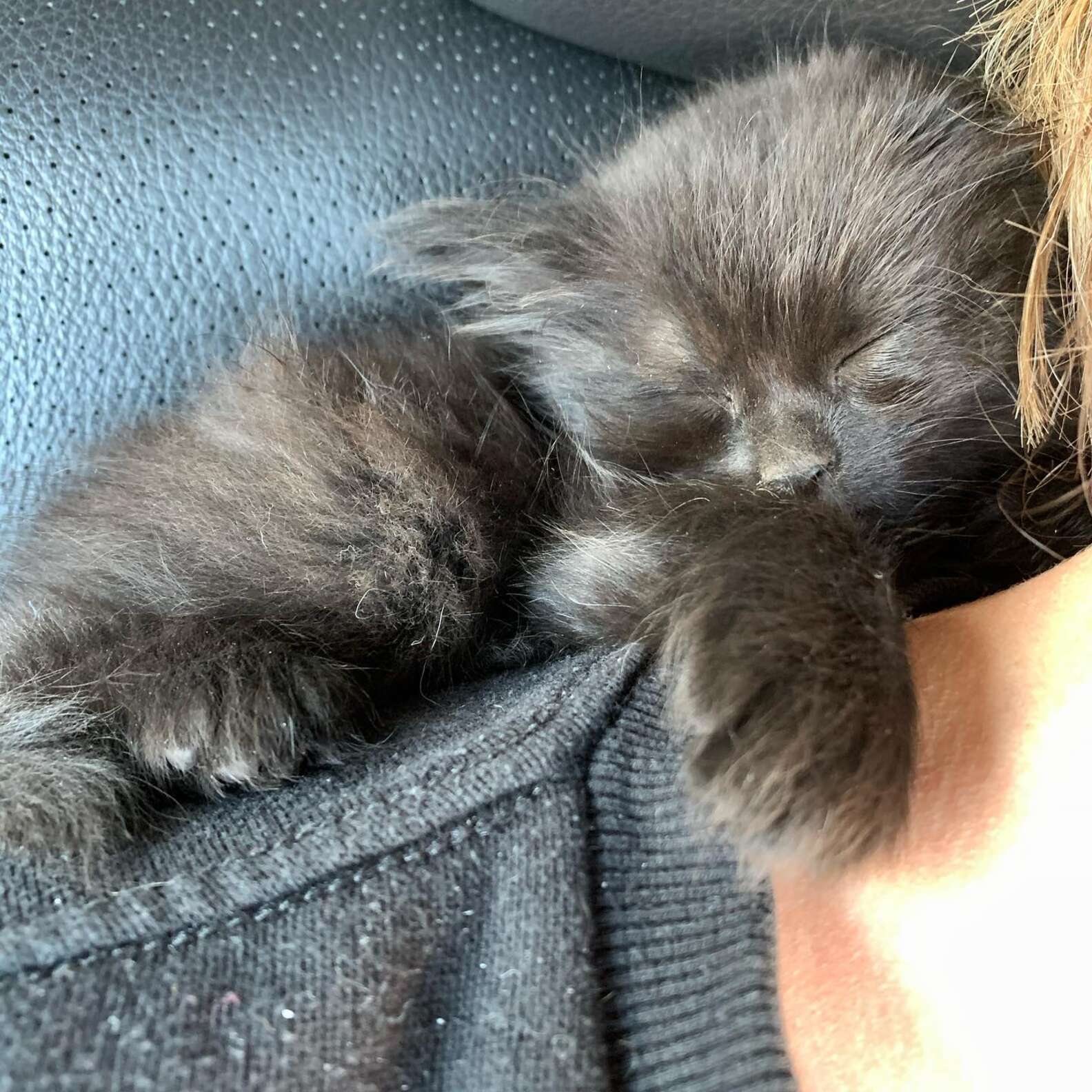 Stray Kitten Falls Asleep On Rescuer The Second She's Saved - The Dodo