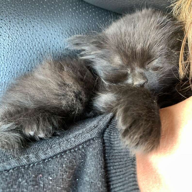Stray kitten gets rescued and falls asleep immediately