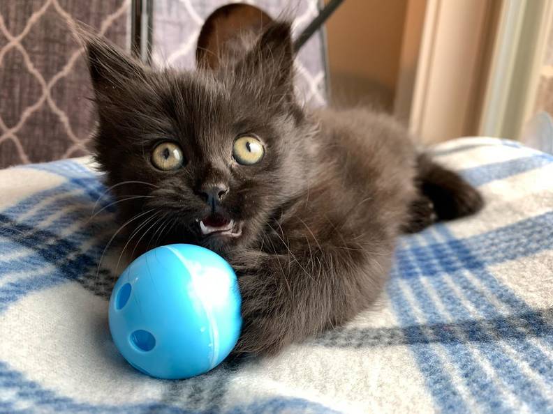 Image result for stray kitten falls asleep the second shes rescued