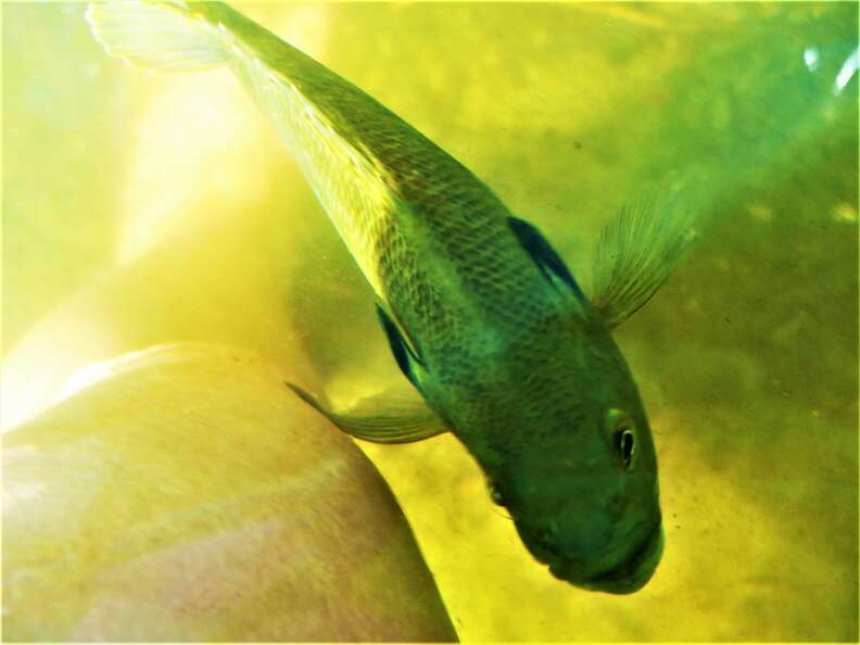 sunfish
