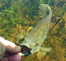 sunfish