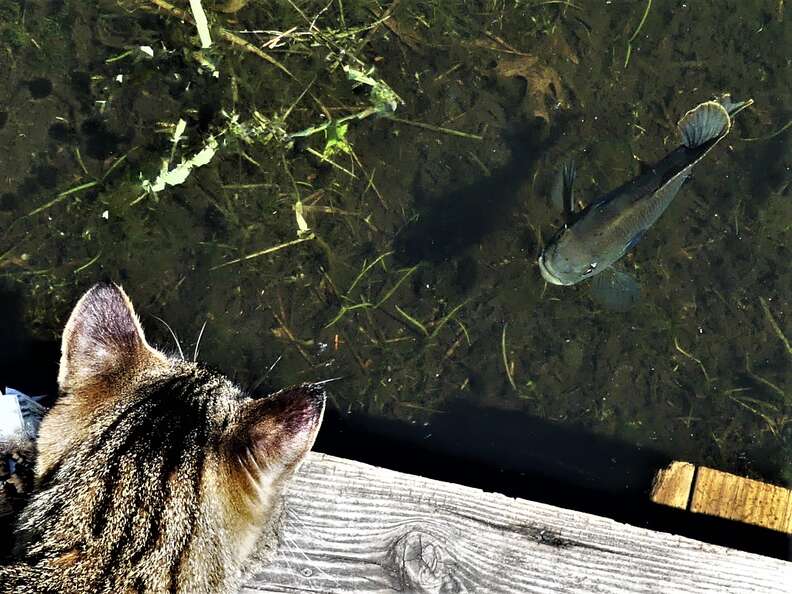 sunfish