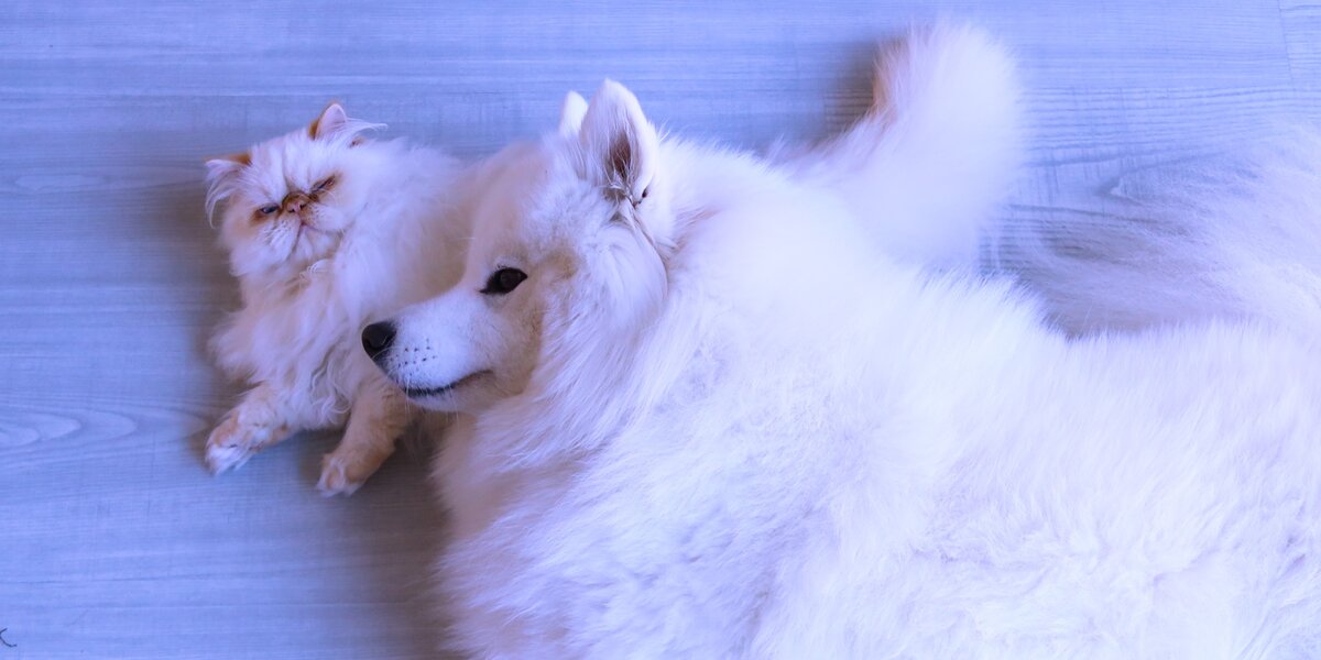 Grumpy Dodo Grumpy Cat Slowly Becomes Obsessed With His Dog Brother - Videos - The Dodo