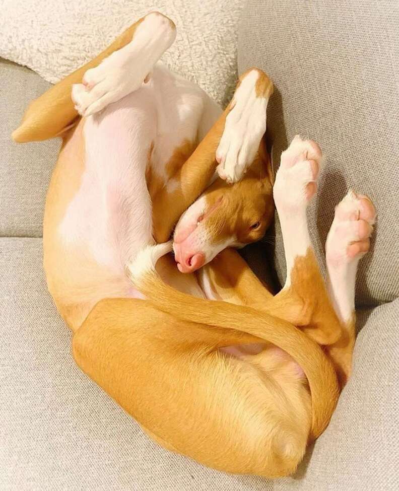 dog sleeping positions