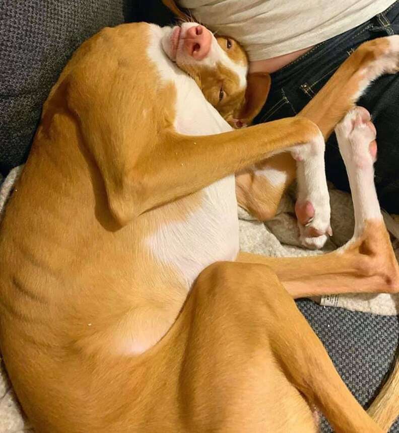 dog sleeping positions