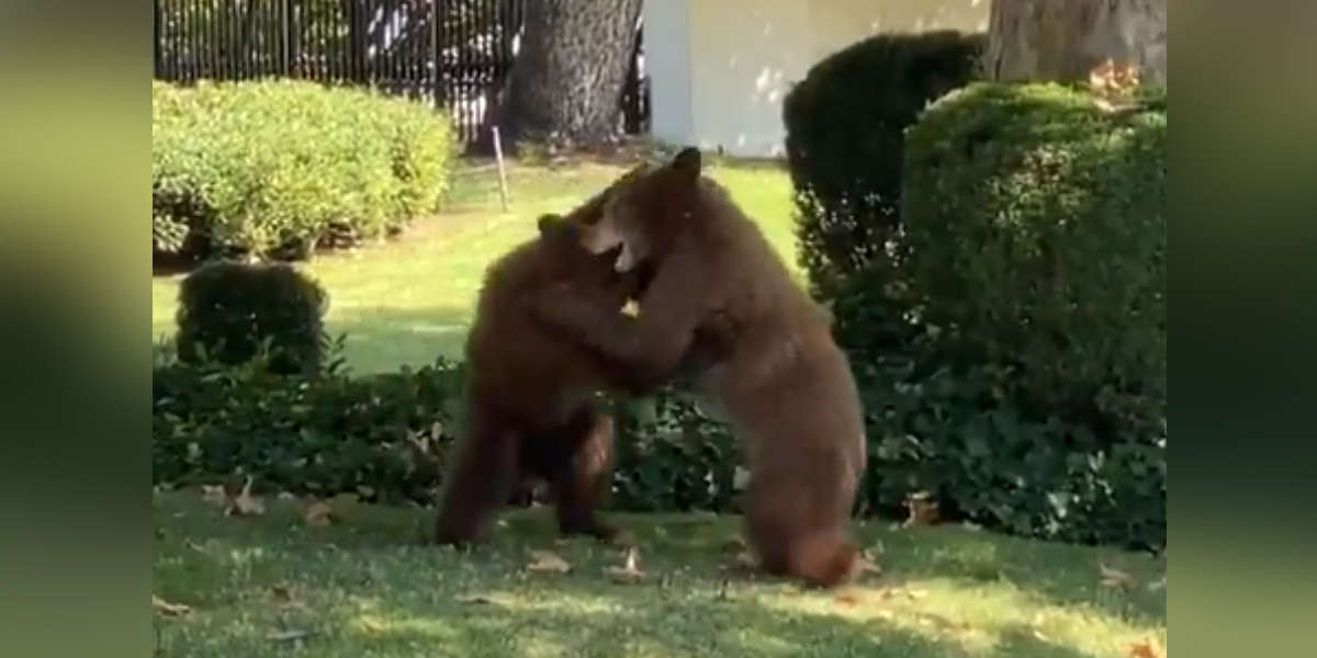Cops Decide Bear Cubs Playing In Yard Are Too Cute To Interrupt The Dodo
