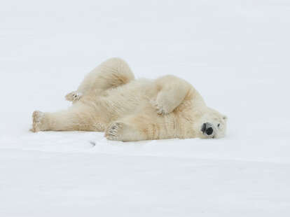 Polar Bear Live Cam: Hudson Bay's Polar Bear Live Stream Is Back Online 