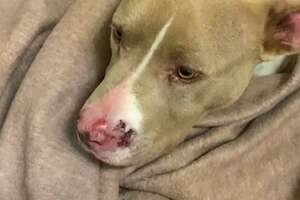 Rescuers Never Stop Trying To Catch A Stray Pittie