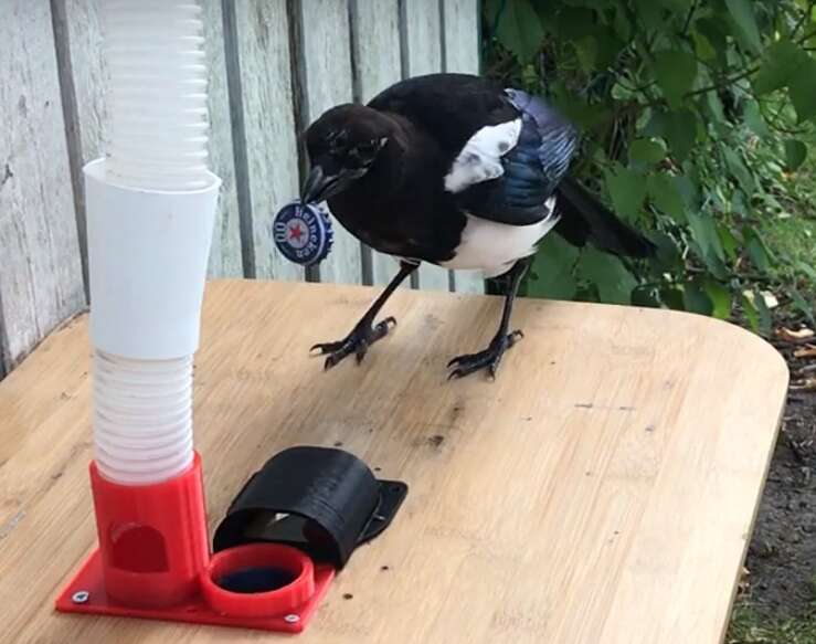 Magpie exchanges bottle caps for food